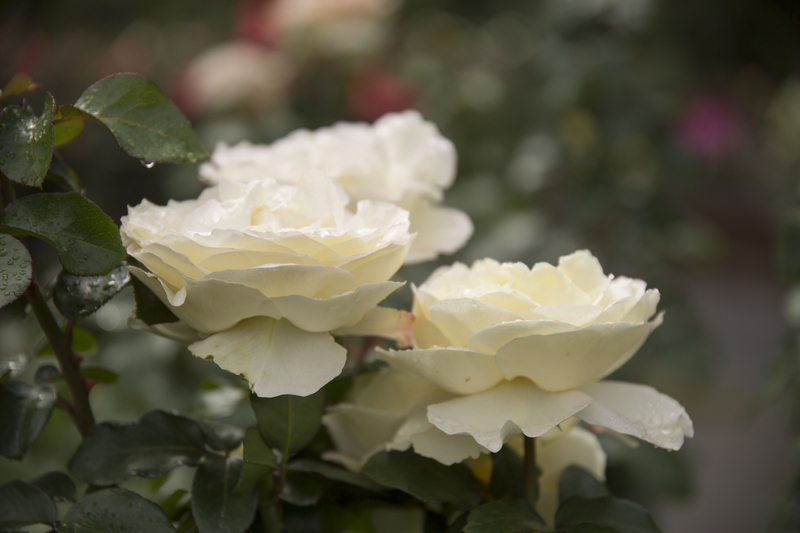 Find Peaceful Solitude Among Your Tall Potted Plant Selections