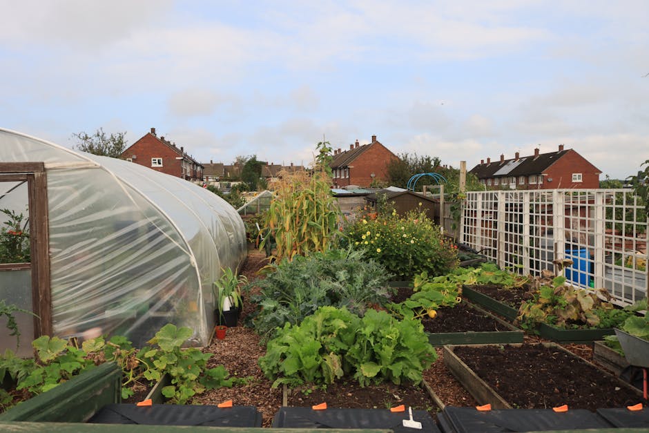 A cultivated garden area featuring a variety of plants and vegetables, including leafy greens, corn, and flowering shrubs, arranged in raised beds and borders. The garden has a weathered pathway made 